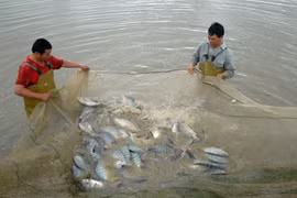 Exportación de tilapia de Vietnam crecerá fuerte, pronostican expertos