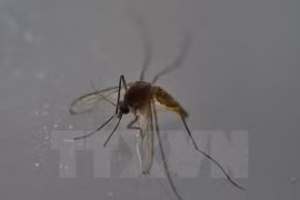 Tailandia, Singapur y Filipinas confirman nuevos casos de Zika