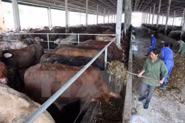 Empresas japoneses interesadas en agricultura vietnamita