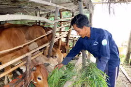 Vietnam aumenta exportación de productos pecuarios y piensos