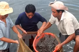 Camarones frescos de Vietnam ante la puerta al mercado australiano