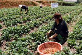 Agroturismo en las granjas de fresas en Da Lat