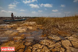 Delta del Mekong hace frente a sequía y salinización