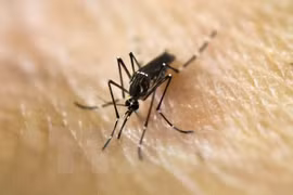 Singapur detecta primer caso del virus Zika transmitido localmente