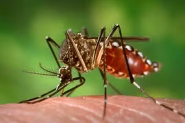 Intensifica Vietnam concienciación a población sobre lucha contra Zika