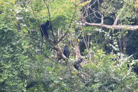 Rescatan exitosamente oso y monos en provincia de Vietnam