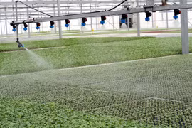 Asistencia israelí a provincia centrovietnamita en agricultura