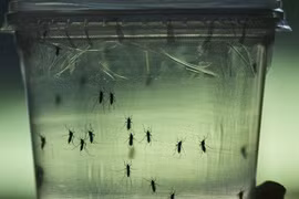 Malasia sospecha nuevo tipo de virus Zika