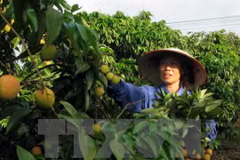 Destacan en Vietnam rol de Pymes a cadenas de suministro de alimentos