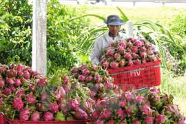 Australia valora importación de pitahaya de Vietnam