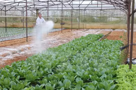 Japón ayuda al desarrollo rural en provincia norteña vietnamita