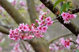 Florecerán cerezos japoneses en ciudad norvietnamita de Ha Long