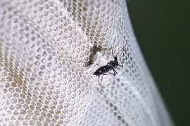Realiza provincia de Vietnam medidas preventivas contra Zika