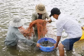 Vietnam estrecha inspección de suministros de camarones para reproducción