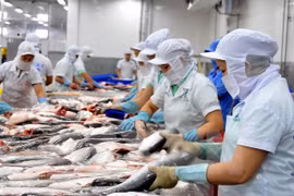 Exportación de pescado sin escama enfrenta dificultades