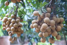 Provincia vietnamita de Son La busca mercados para el longan