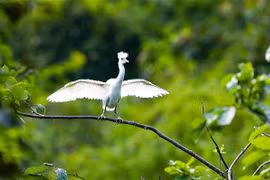 Provincia vietnamita fortalece conservación de naturaleza y preservación de biodiversidad
