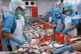 Exportaciones de pescado Tra de Vietnam aumentan de enero a mayo