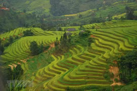 Turismo de provincia vietnamita por adaptación segura al COVID-19