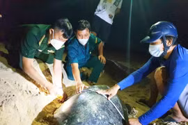 Tortugas marinas en playa de Con Dao reciben asistencia de orgullosas “parteras”