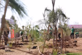 Plantación de árboles por un Vietnam verde