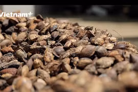 Con Dao maravilla con mermelada de semillas de almendro malabar, una especialidad típica