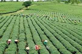 Aplican agricultura verde en reducción de emisiones de carbono en Vietnam