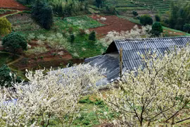 Temporada de flores de ciruelo en meseta rocosa vietnamita de Ha Giang