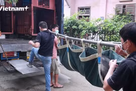 Rescatan con éxito tres osos en cautiverio en la provincia vietnamita de Lang Son