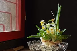 Habitantes de Hanoi mantienen costumbre de cuidar narcisos en el Tet