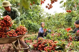 Provincia vietnamita de Bac Giang refuerza promoción de marcas y productos agrícolas