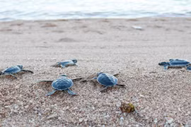 Provincia centrovietnamita de Ninh Thuan trabaja por proteger a las tortugas marinas