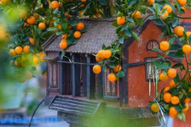 Bonsái de kumquat en aldea vietnamita de Tu Lien da frutos en ocasión de Tet