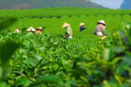 Exportaciones del té de Vietnam crecieron 30% en el primer semestre de 2024