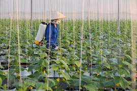 Se han tomado medidas para prevenir enfermedades en los cultivos locales. (Foto: bacgiang.gov.vn)
