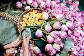 Té de loto de Hanoi. (Fuente: VNA)