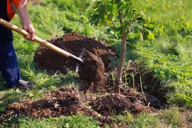 Lanzan campaña de plantación de árboles en provincia norteña de Vietnam