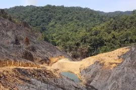 Vietnam: cobertura forestal alcanza más de 41 por ciento