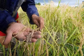 Órgano de la ONU ratifica respaldo a Vietnam en adaptación al cambio climático