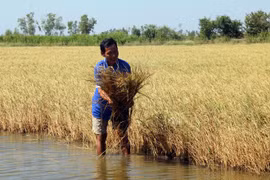 Aumento del nivel del mar amenaza a provincia Kien Giang, principal productora de arroz de Vietnam
