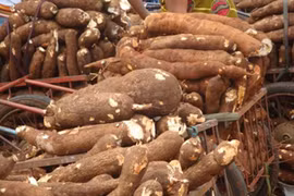 Tailandia exportará 1,5 millones de toneladas de yuca