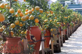 Exhibición de bonsái de kumquat: muestra del deseo de prosperidad en el Tet 