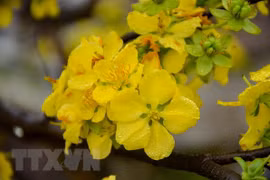 Festival de flores de Vietnam y Japón reforzará vínculos 