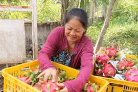 Taiwán (China) apoyará a Vietnam en agricultura de alta tecnología 