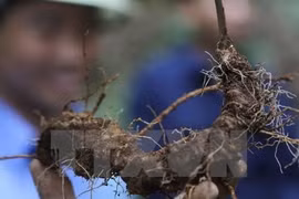 Provincia vietnamita promueve en exhibición ventajas del ginseng Ngoc Linh para la salud