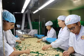 Sobrepasa los mil millones dólares la exportación vietnamita de anacardo