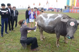 Comienzan festivales primaverales en provincias norteñas de Vietnam 