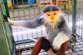 Vietnam se esfuerza para proteger a primate endémico 