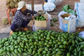 Localidades altiplánicas de Vietnam impulsan la siembra de frutas 