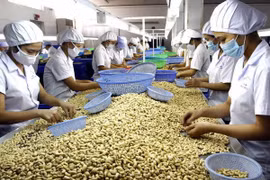  Alza notable en valor de exportaciones de anacardos vietnamitas